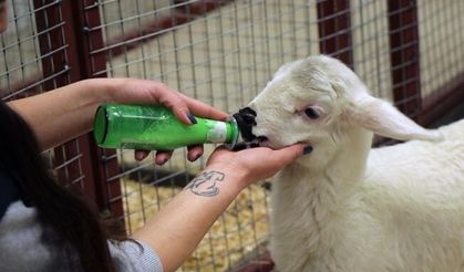Annesinin reddettiği kuzu "Aykız"ı biberonla besliyor
