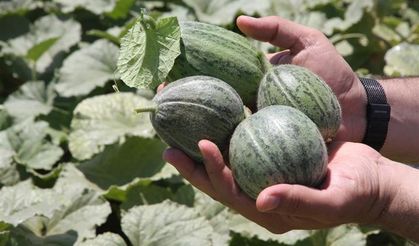 Ata Tohumları Satışa Sunuldu