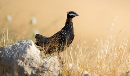 Fırat Nehri, yaban hayatına yaşam alanı sunuyor
