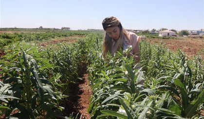 Urfa Susamı Yeniden Hayat Buluyor
