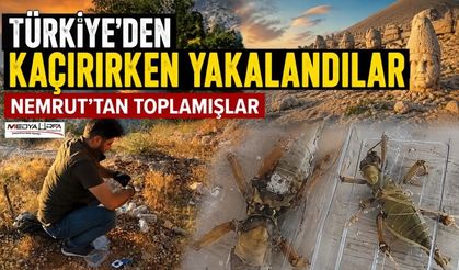 Nemrut’ta Biyokaçakçılık Operasyonu
