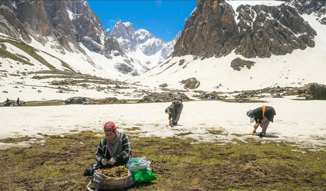 Otlar için 3 bin 400 rakımlı yaylaya çıkıyorlar