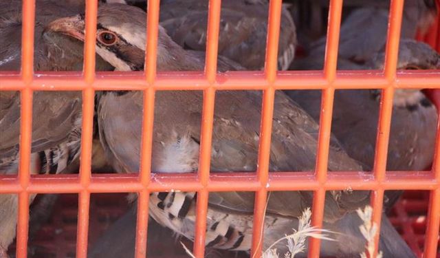 Şanlıurfa'da 100 Kınalı Keklik Doğaya Bırakıldı
