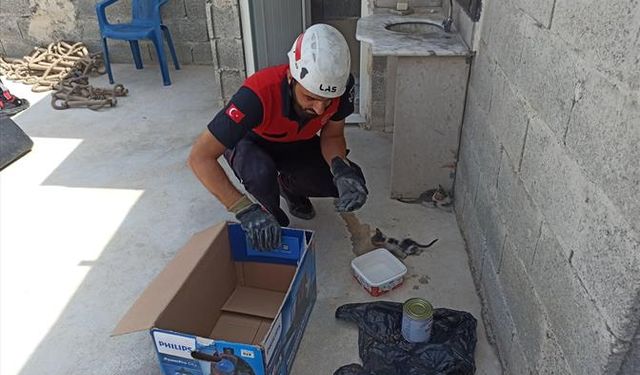 Şanlıurfa'da Kedi Yavrusu Operasyonu