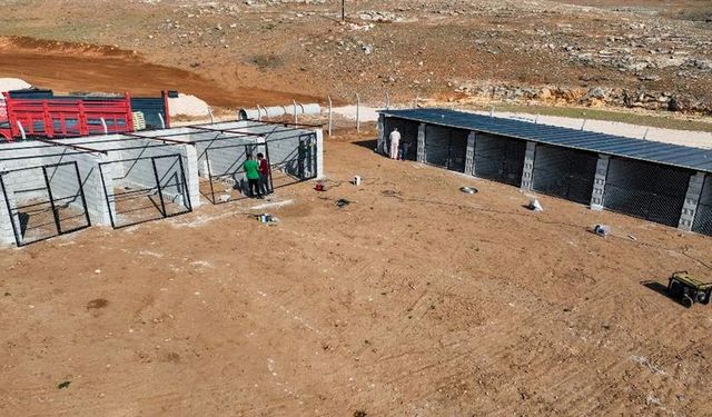 Harran Belediyesi Sokak Hayvanlarını Unutmadı