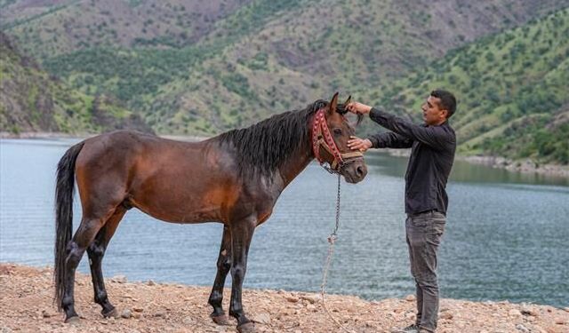 Rahvan atı "Boyka" kaslarını Fırat Nehri'nin serin sularında geliştiriyor