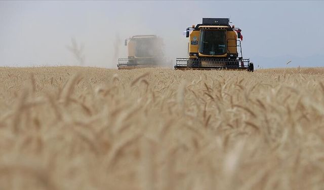 Buğday rekoltesi 2025'te ne kadar olacak ?