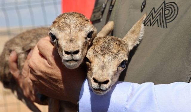 Şanlıurfa'da türkülere konu olan ceylanların sayısı artıyor