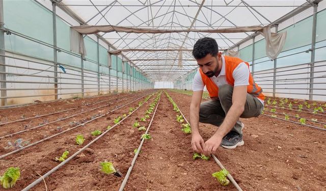 Büyükşehir serasında kışlık sebze dikimi gerçekleştirildi