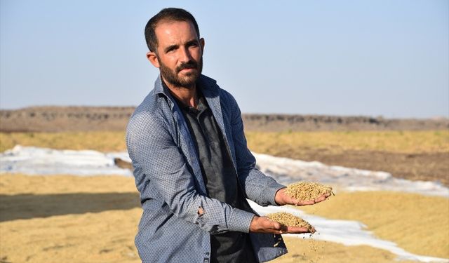 Tescilli Karacadağ pirincinin üretim alanı devlet desteğiyle artıyor