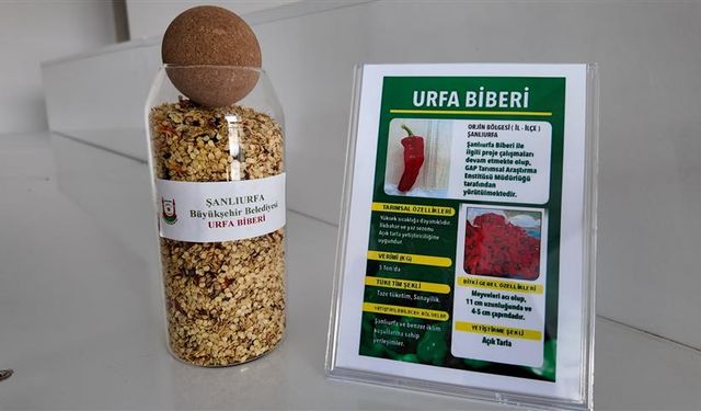 Şanlıurfa’da Ata Tohumları Toprakla Buluşuyor