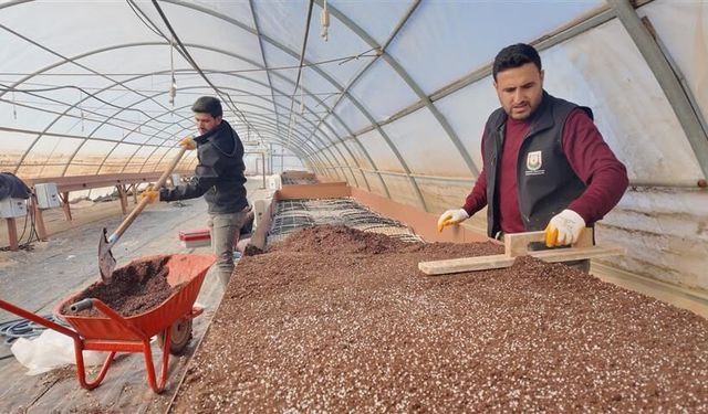 Şanlıurfa’da Sera Üretimi Hız Kazandı: 30 Bin Fidan Yetiştiriliyor