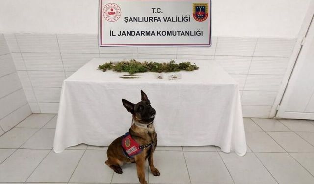 Şanlıurfa’da Uyuşturucu Operasyonu: Kenevir ve Esrar Ele Geçirildi