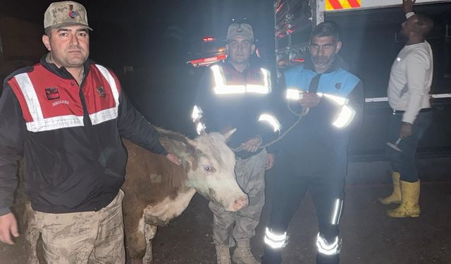 Siverek'te Çalınan Büyükbaş Hayvan Sahibine Teslim Edildi