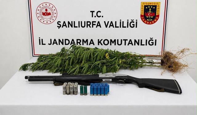 Halfeti’de Kenevir Operasyonu: 1 Gözaltı