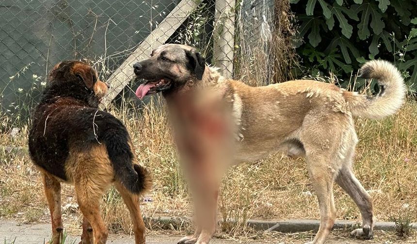 Viranşehir'de sahipli köpek saldırısı