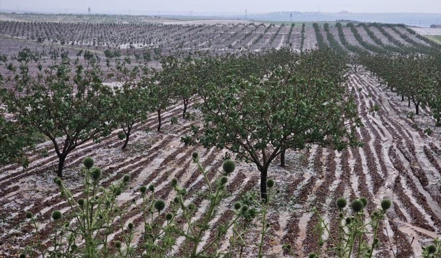 Şanlıurfa'da etkili olan doluda bazı tarım alanları zarar gördü