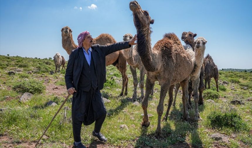 Karacadağlı besici, kara yoluna "dikkat deve çıkabilir" tabelası istiyor