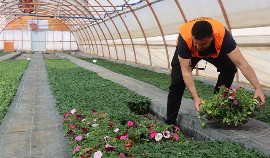 Şanlıurfa’da Büyükşehir Kendi Çiçeğini Kendi Üretiyor