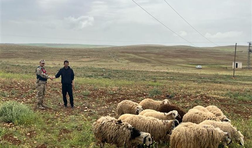 Şanlıurfa'da kayıp hayvanları Jandarma buldu