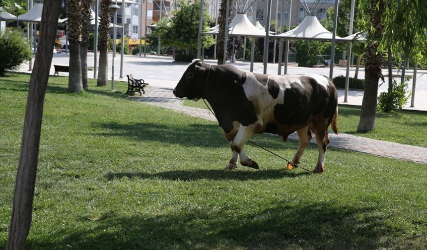 Şanlıurfa'da kaçan kurbanlık boğa parkta yakalandı