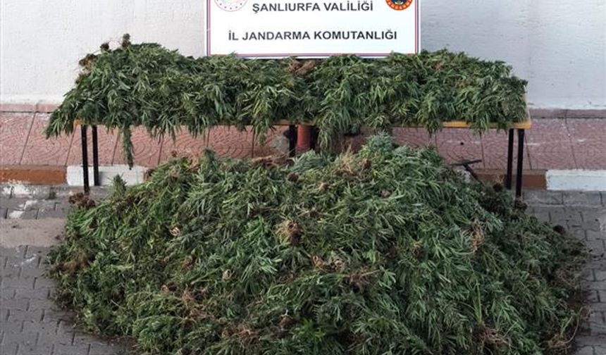 Şanlıurfa'da uyuşturucu operasyonunda 9 şüpheli yakalandı