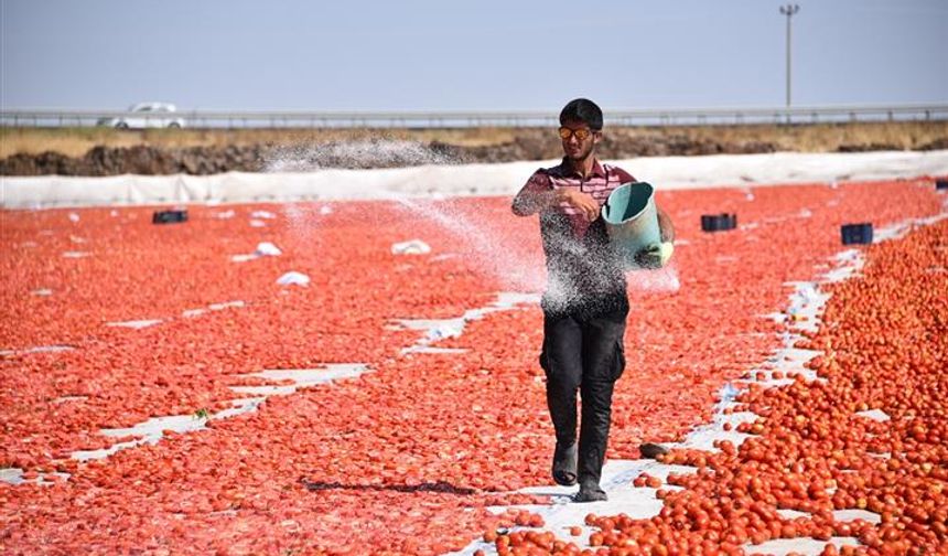 Şanlıurfa'da kuraklık ve aşırı sıcaklar domates üretimini düşürdü
