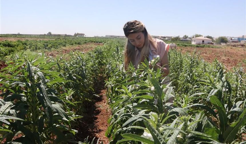 Urfa Susamı Yeniden Hayat Buluyor