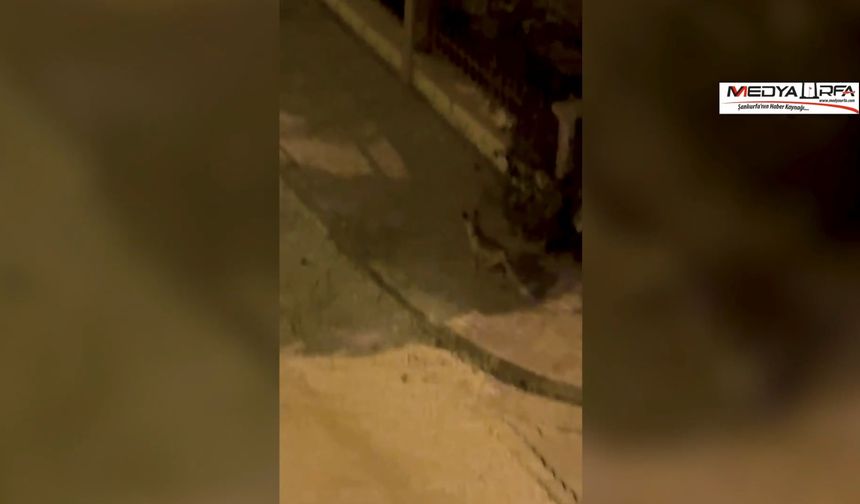 Şanlıurfa'da şehir merkezine inen tilki görüntülendi