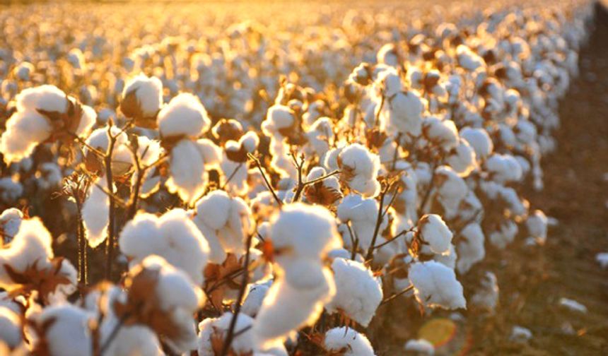 Pamuk Fiyatları Şanlıurfa’da Üreticinin Yüzünü Güldürmedi