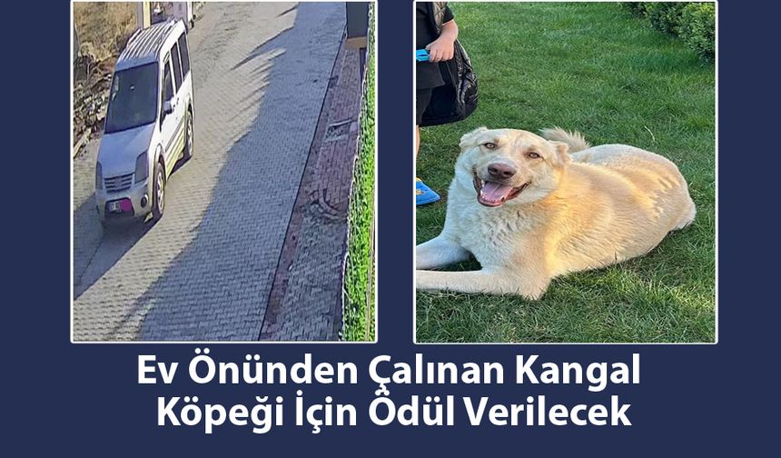 Şanlıurfa’da Kangal Köpeği Hırsızlığı: Sahibi Bulanlara Ödül Vaat Ediyor