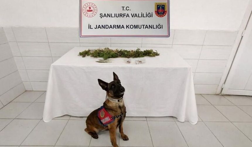Şanlıurfa’da Uyuşturucu Operasyonu: Kenevir ve Esrar Ele Geçirildi