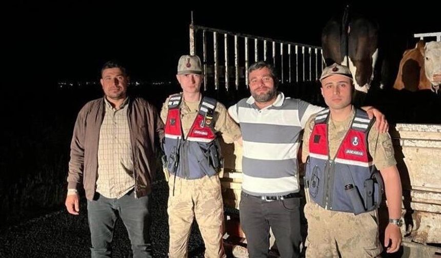 Şanlıurfa'da Kaybolan Büyükbaş Hayvanları Jandarma Bulundu
