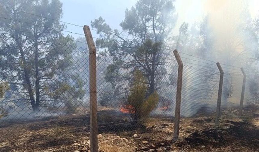 Şanlıurfa'da Ormanlık Alanda Çıkan Yangın Söndürüldü