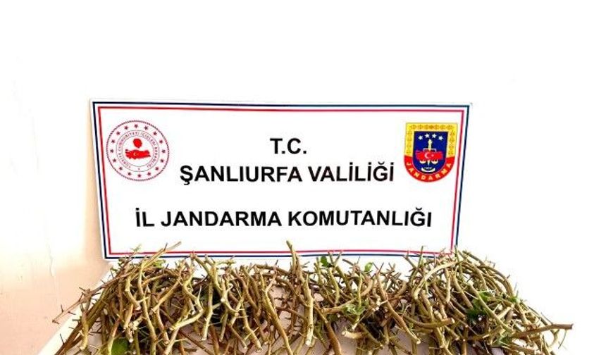 Ceylanpınar'da Fıstık Dalları Çalan 3 Kişi Suçüstü Yakalandı