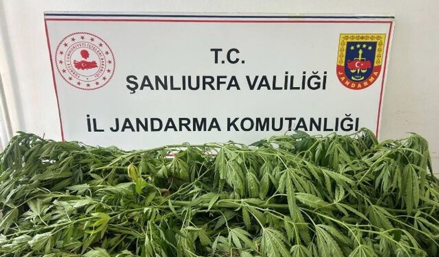 Suruç'ta Kenevir 35 Kök Kenevir Ele Geçirildi