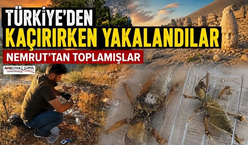 Nemrut’ta Biyokaçakçılık Operasyonu