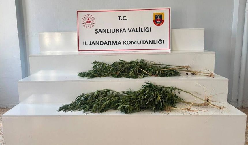 Viranşehir’de Yasa Dışı Kenevir Operasyonu