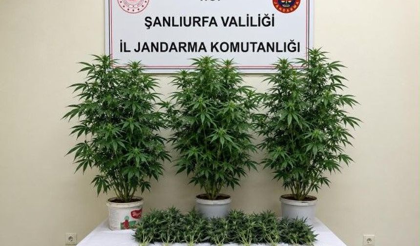 Bozova’da Kenevir Operasyonu: 13 Kök Ele Geçirildi