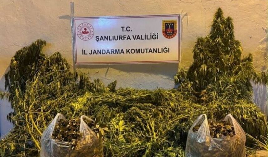 Şanlıurfa’da Narkotik Operasyonu: 625 Kök Ele Geçirildi