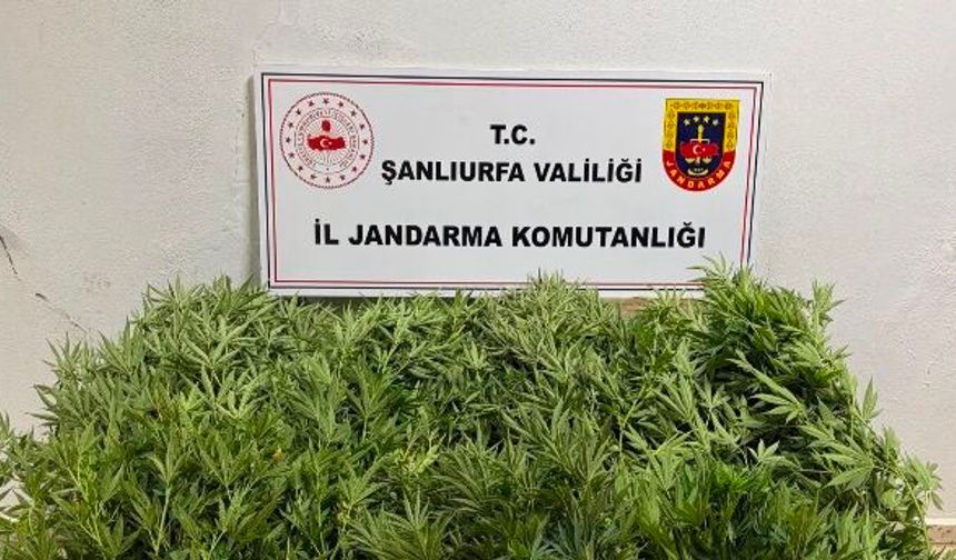 Akçakale’de Yasa Dışı Kenevir Operasyonu