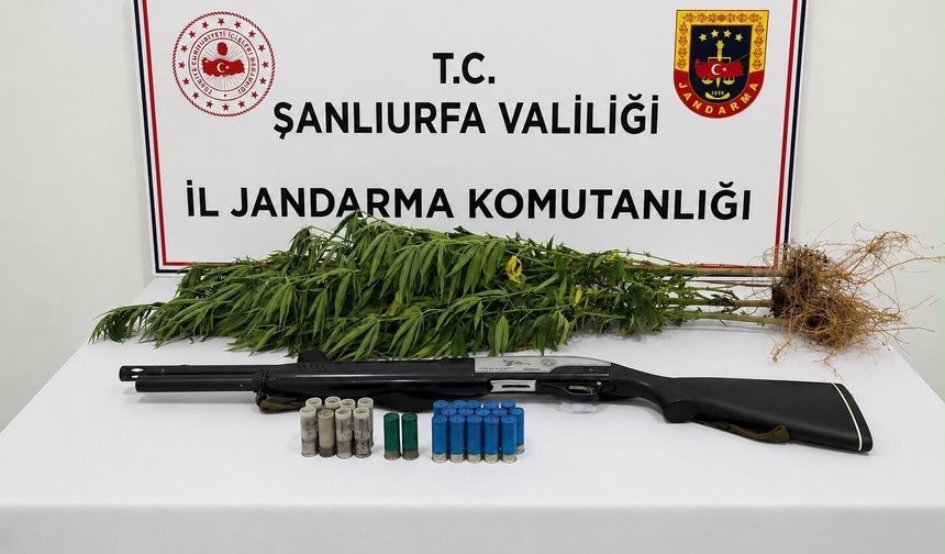 Halfeti’de Kenevir Operasyonu: 1 Gözaltı