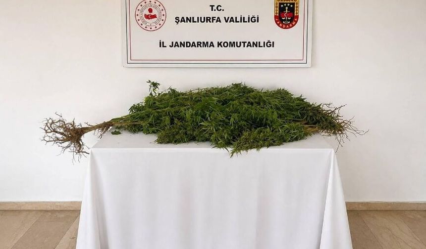 Eyyübiye’de kenevir operasyonu