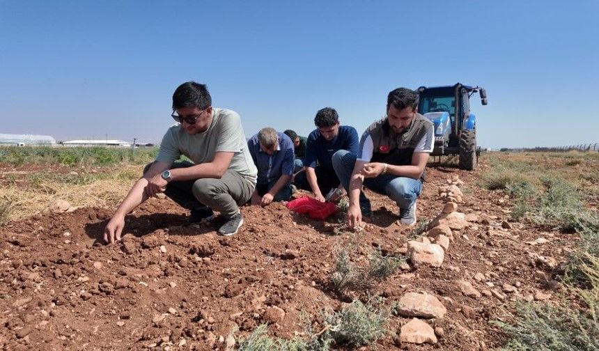 Şanlıurfa’da tarihi safran üretimi Büyükşehir desteğiyle canlanıyor